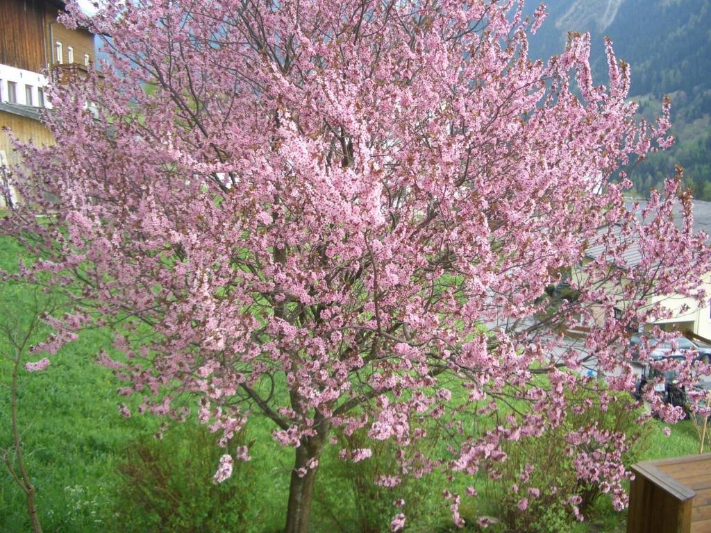 Haus Brigitte - Preise Inclusive Pitztal Sommer Card Jerzens Εξωτερικό φωτογραφία